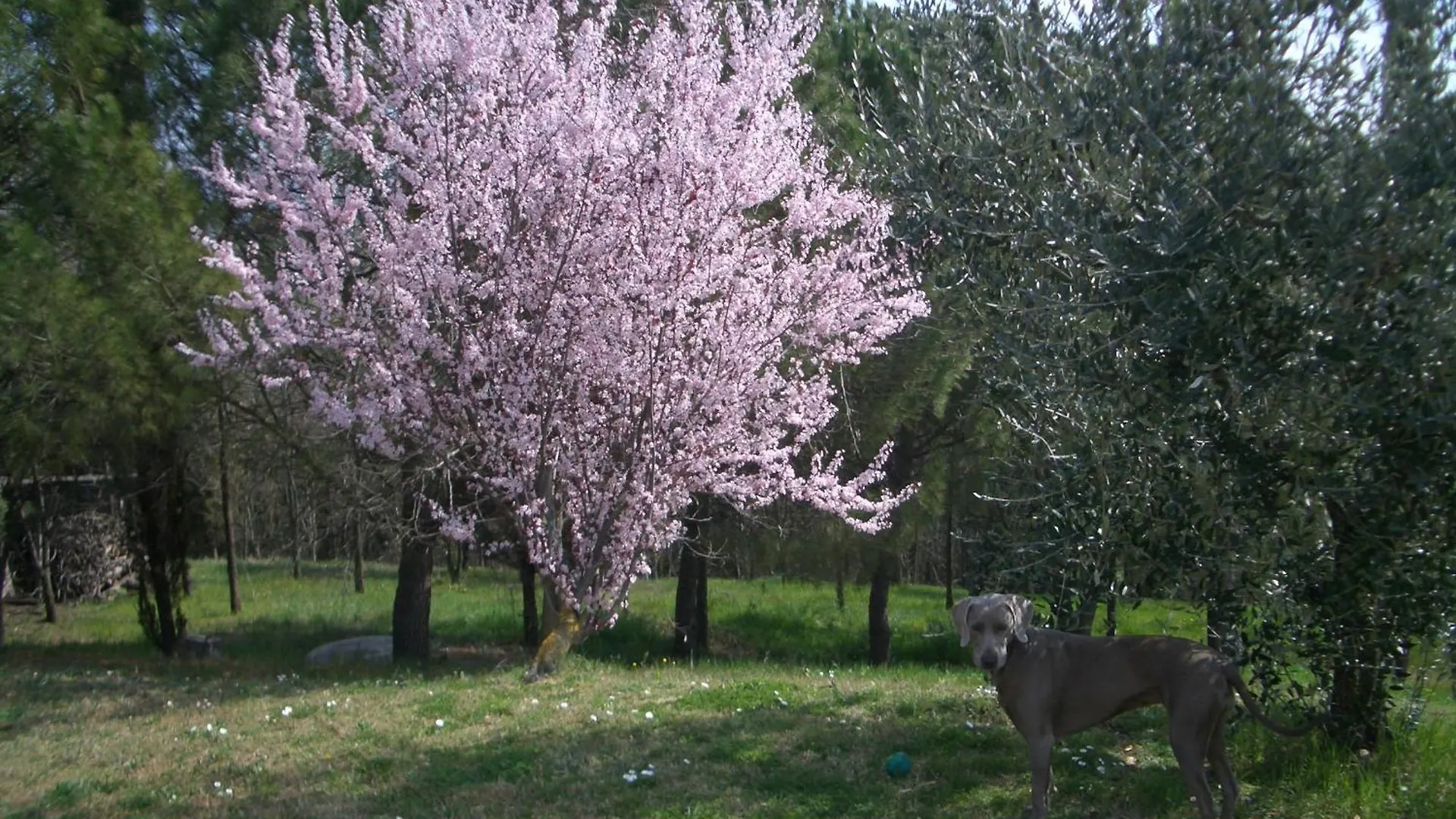 Il Cigliere Your Holiday Home In The Heart Of Tuscany Florens 0*,  Italien